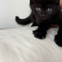 Scottish Fold, Kedi  Scottish Fold fotoğrafı