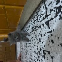 British Shorthair, Kedi  Şeker fotoğrafı