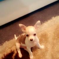 Chihuahua, Köpek  Chapi fotoğrafı