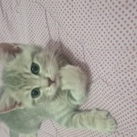 Tekir Kedi, Kedi  Mars ve tahin fotoğrafı