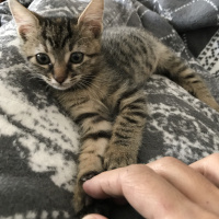 Tekir Kedi, Kedi  minnak fotoğrafı