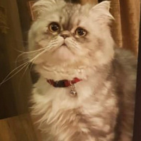 Chinchilla, Kedi  Pamuk fotoğrafı