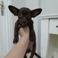 Chihuahua, Köpek  Cookie çikolata chihuahua fotoğrafı