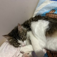 Tekir Kedi, Kedi  Gofret fotoğrafı