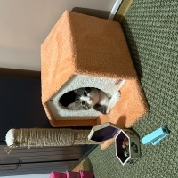 Tekir Kedi, Kedi  Gofret fotoğrafı