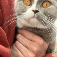 British Shorthair, Kedi  Mia fotoğrafı