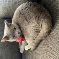 British Shorthair, Kedi  Hera fotoğrafı