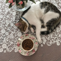 Tekir Kedi, Kedi  çakıl fotoğrafı