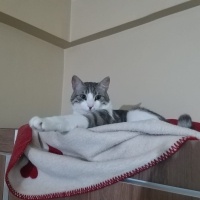 Tekir Kedi, Kedi  Atlas fotoğrafı