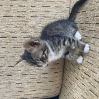 Tekir Kedi, Kedi  beyaz pati fotoğrafı