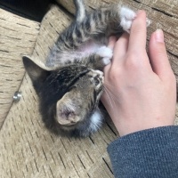 Tekir Kedi, Kedi  beyaz pati fotoğrafı