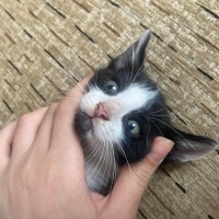 Tekir Kedi, Kedi  beyaz kuyruk fotoğrafı