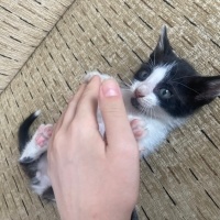 Tekir Kedi, Kedi  beyaz kuyruk fotoğrafı