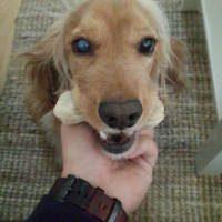 İngiliz Cocker Spaniel, Köpek  Tekila fotoğrafı
