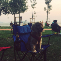 İngiliz Cocker Spaniel, Köpek  Tekila fotoğrafı