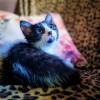 Tekir Kedi, Kedi  Papyon fotoğrafı