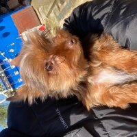 Yorkshire Terrier, Köpek  Daisy fotoğrafı