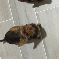 Yorkshire Terrier, Köpek  Daisy fotoğrafı