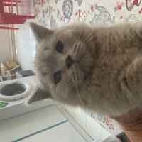 Scottish Fold, Kedi  Mıstık fotoğrafı