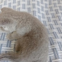 Scottish Fold, Kedi  Sütlaçlar fotoğrafı