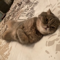 Scottish Fold, Kedi  Matiz fotoğrafı