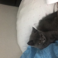 British Longhair, Kedi  Mır mır fotoğrafı