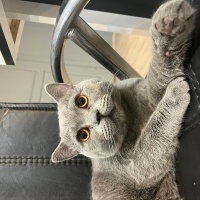 British Longhair, Kedi  Pati fotoğrafı