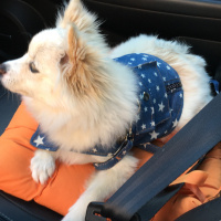 Pomeranyalı, Köpek  pati fotoğrafı
