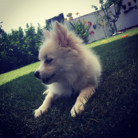 Pomeranyalı, Köpek  pati fotoğrafı