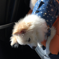 Pomeranyalı, Köpek  pati fotoğrafı