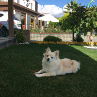 Pomeranyalı, Köpek  pati fotoğrafı