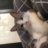 Sarman, Kedi  Sarı siyamii fotoğrafı