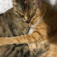 Sarman, Kedi  Sarı siyamii fotoğrafı