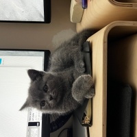 British Shorthair, Kedi  Duman fotoğrafı