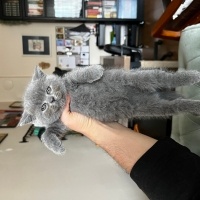 British Shorthair, Kedi  Duman fotoğrafı