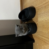 British Shorthair, Kedi  Duman fotoğrafı