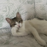 Tekir Kedi, Kedi  firuze fotoğrafı