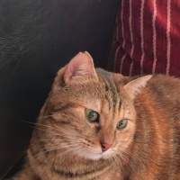 European Shorthair, Kedi  ponçik fotoğrafı