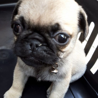 Pug, Köpek  Poyraz fotoğrafı
