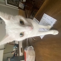 Ankara Kedisi, Kedi  Clementine fotoğrafı