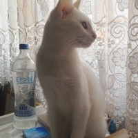 Ankara Kedisi, Kedi  Clementine fotoğrafı