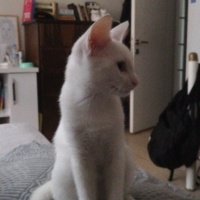 Ankara Kedisi, Kedi  Clementine fotoğrafı