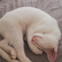 Ankara Kedisi, Kedi  Clementine fotoğrafı