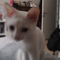 Ankara Kedisi, Kedi  Clementine fotoğrafı