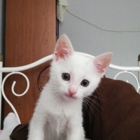 Ankara Kedisi, Kedi  Clementine fotoğrafı
