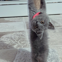 British Shorthair, Kedi  Gölge fotoğrafı