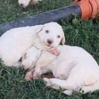 Golden Retriever, Köpek  İki haftalık beyaz golden cinsi yavrular fotoğrafı