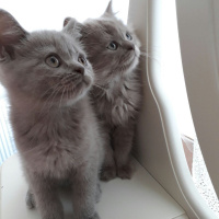 British Shorthair, Kedi  Yumak fotoğrafı
