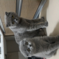 British Shorthair, Kedi  Yumak fotoğrafı