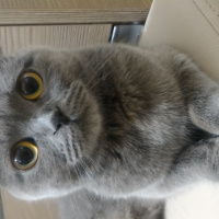 British Shorthair, Kedi  Yumak fotoğrafı
